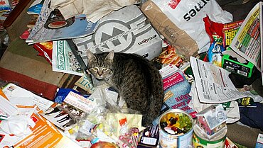 Katze in Messiewohnung.