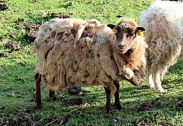 Animal Hoarding- Fall Brandenburg Schöneiche – Seit mehreren Jahren nicht geschorenes Schaf. 
