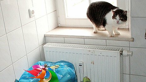 Animal Hoarding- Fall Sachsen (Obermuschütz, Mögen) – Frau M. ließ ihre 5 Katzen einfach in der Messiewohnung in Obermuschütz zurück.