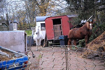 Animal Hoarding - Fall Thüringen Vitzeroda – artgerechte Pferdehaltung sieht anders aus.