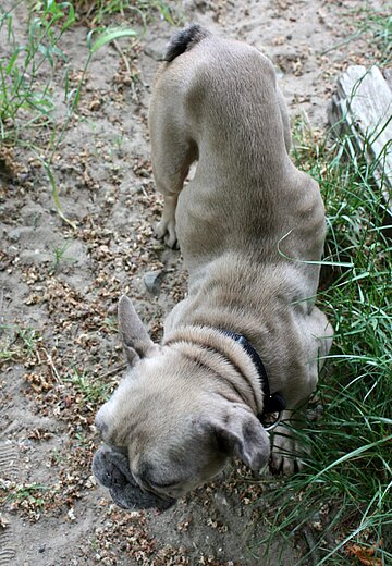 Animal Hoarding- Fall Brandenburg Zossen – Diese Französische Bulldogge ist nur noch Haut und Knochen.