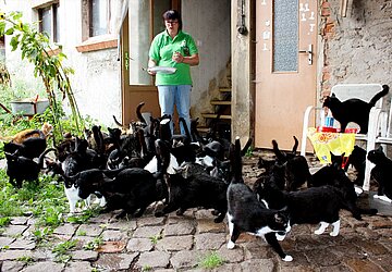 Animal Hoarding- Fall Brandenburg Wölmsdorf – Bei diesem Fall mit 110 verwahrlosten Katzen hatte uns das Veterinäramt um Hilfe gebeten.
