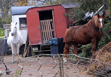 Animal Hoarding - Fall Thüringen Vitzeroda – Die beiden Pferde am 10.11.2011 auf dem Kasernengelände bei Vitzeroda 