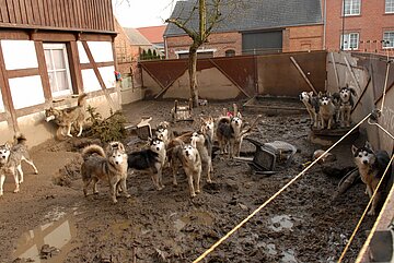 Animal Hoarding- Fall Brandenburg Hohengörsdorf – Die Hunde lebten auf engstem Raum im Matsch, es stank nach Kot und Urin. 