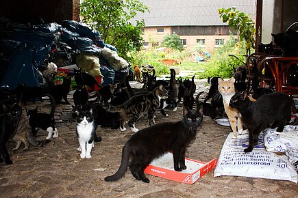 Animal Hoarding- Fall Brandenburg Wölmsdorf